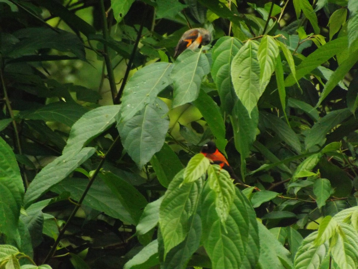 Red Siskin - ML642353730