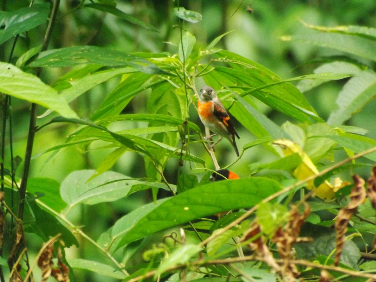 Red Siskin - ML642353761