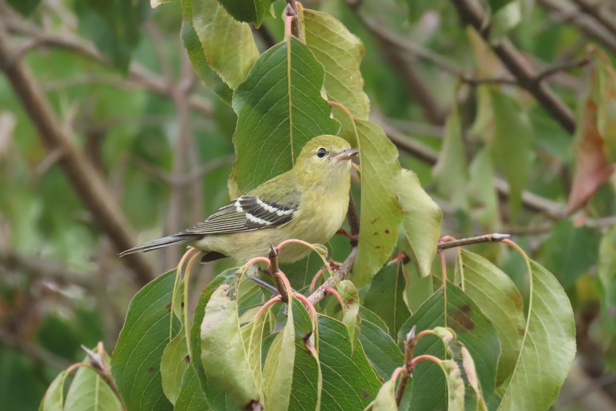 Bay-breasted Warbler - ML642353773