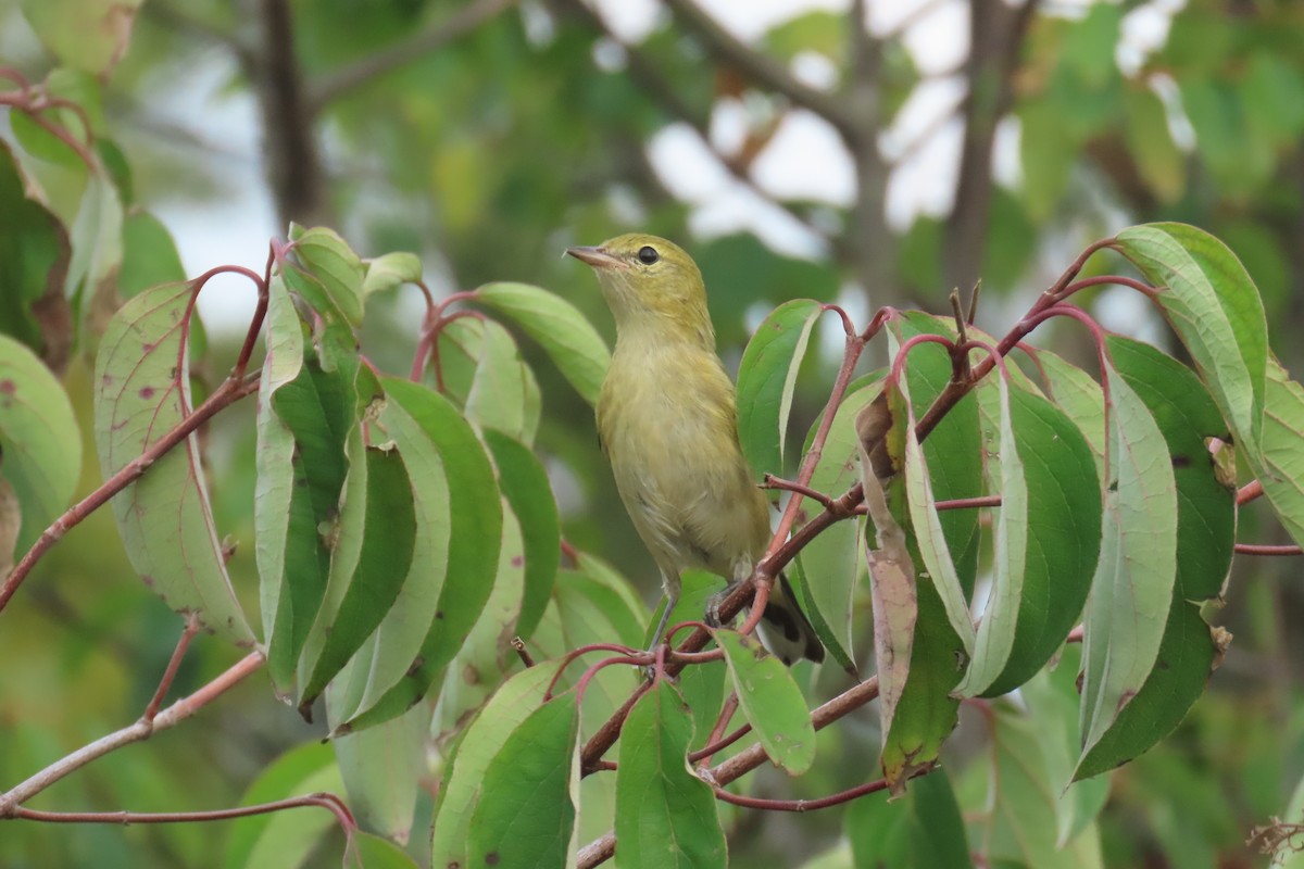 Bay-breasted Warbler - ML642353774