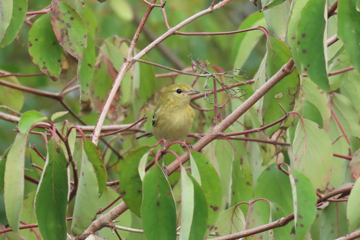 Bay-breasted Warbler - ML642353775