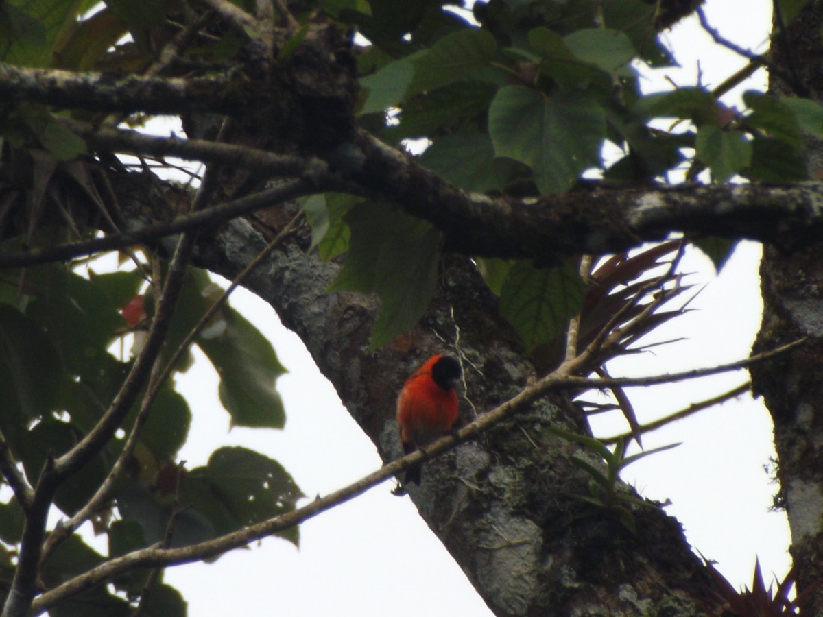 Red Siskin - ML642353778