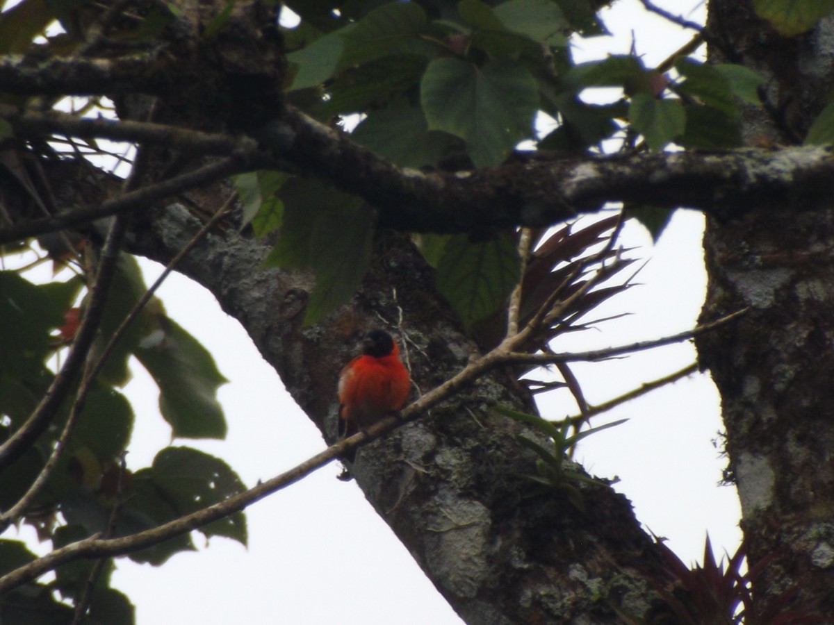 Red Siskin - ML642353793