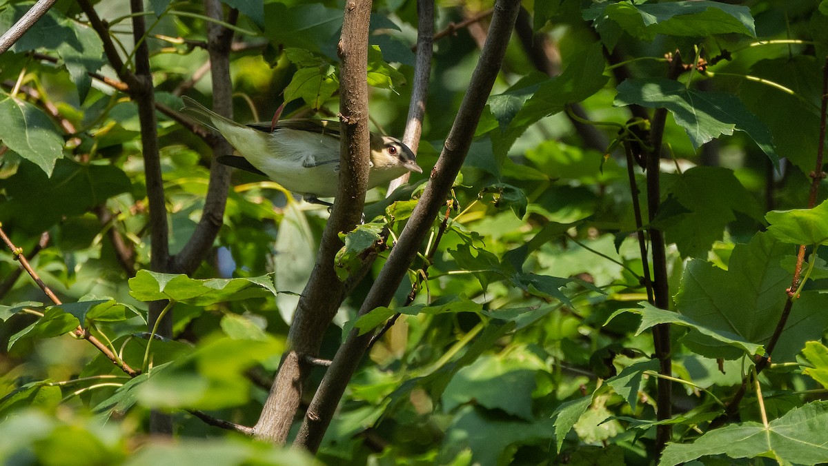 Red-eyed Vireo - ML642353797
