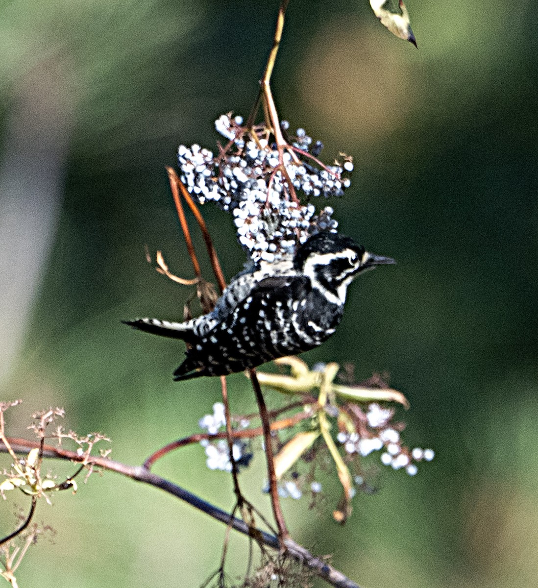 Nuttall's Woodpecker - ML642353811