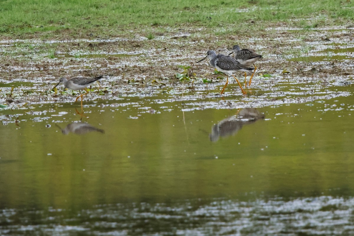 Greater Yellowlegs - ML642353873