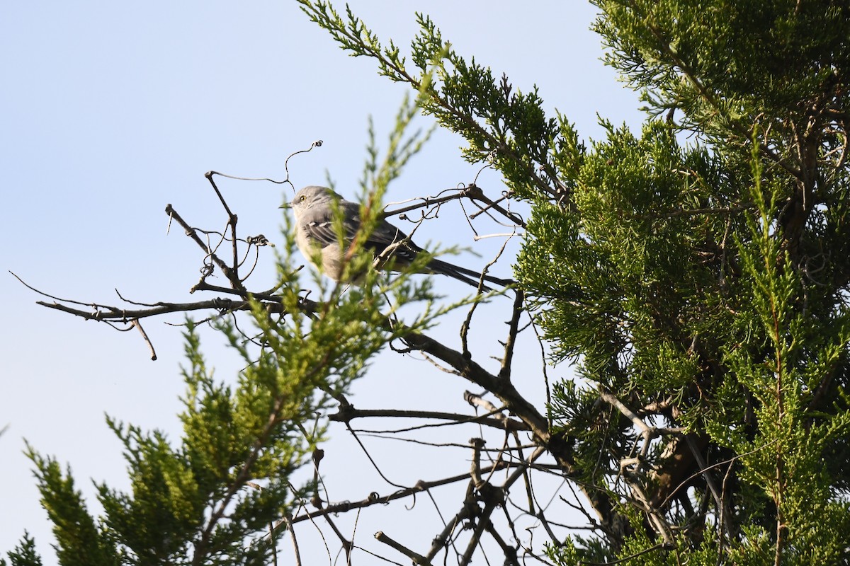 Northern Mockingbird - ML642353912