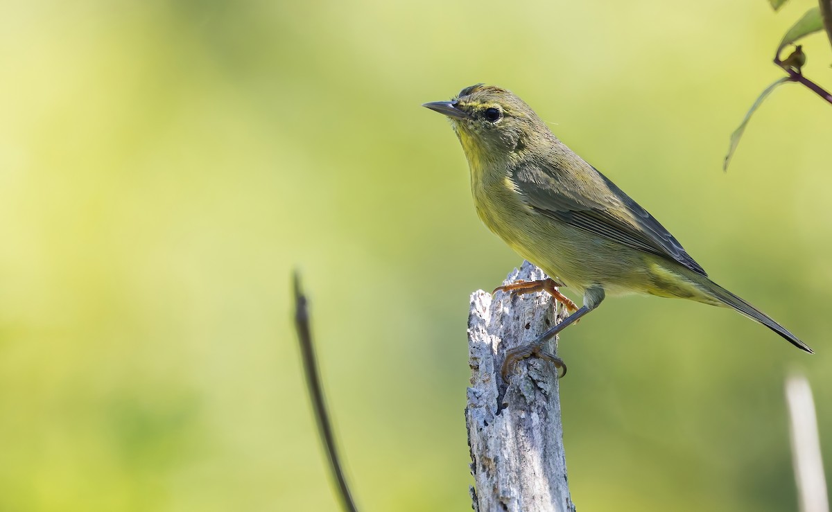 Orange-crowned Warbler (sordida) - ML642353915