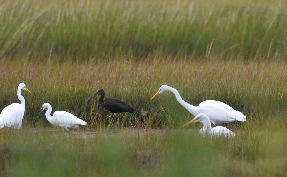 Glossy Ibis - ML642353926