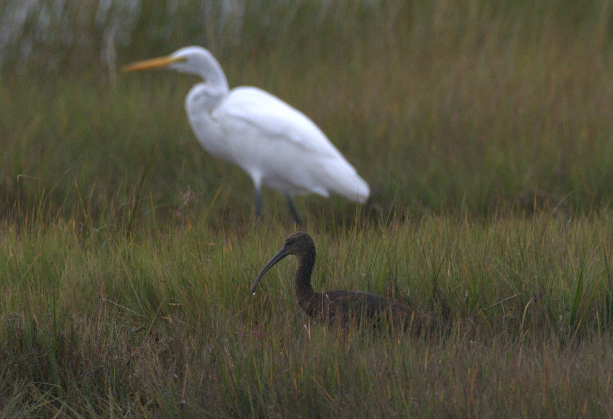Glossy Ibis - ML642353938