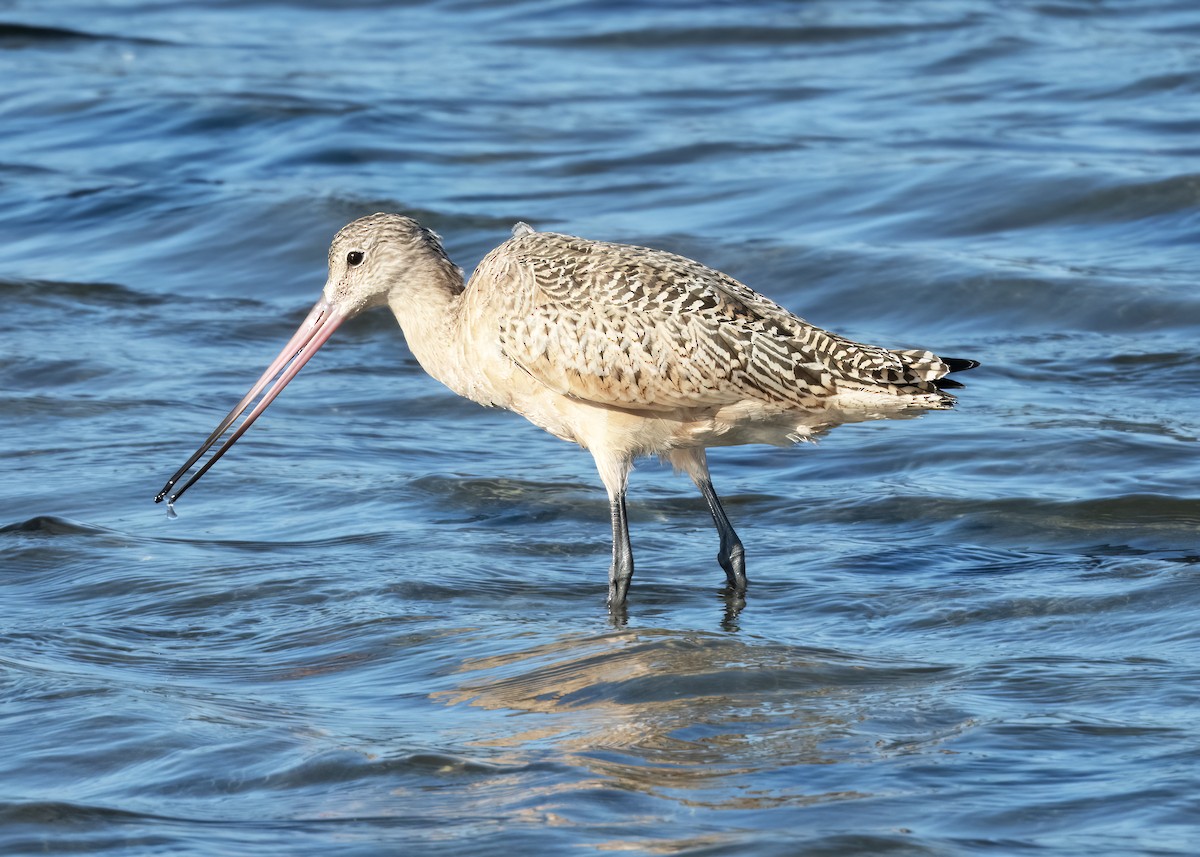 Marbled Godwit - ML642353941