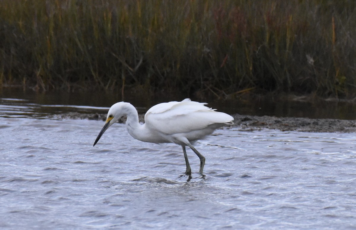 Snowy Egret - ML642353957