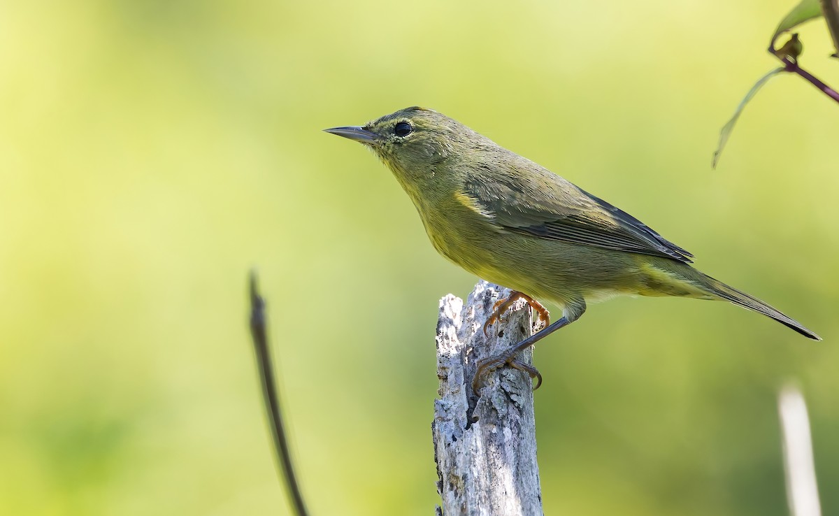 Orange-crowned Warbler (sordida) - ML642353959