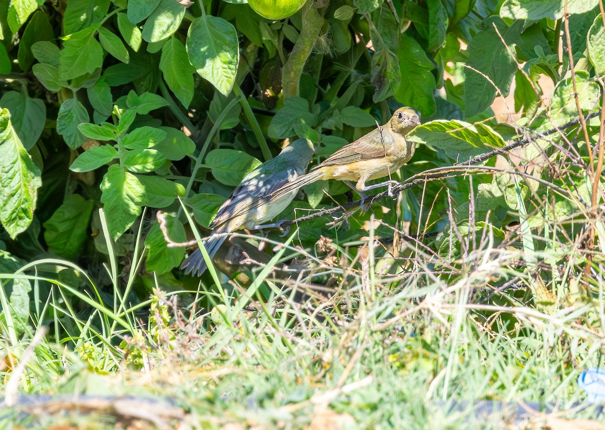 Painted Bunting - ML642353966