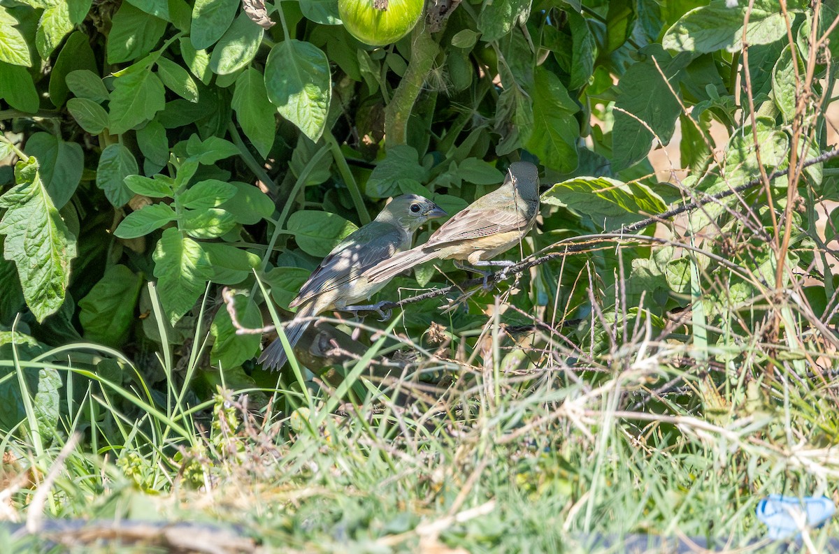 Painted Bunting - ML642353967