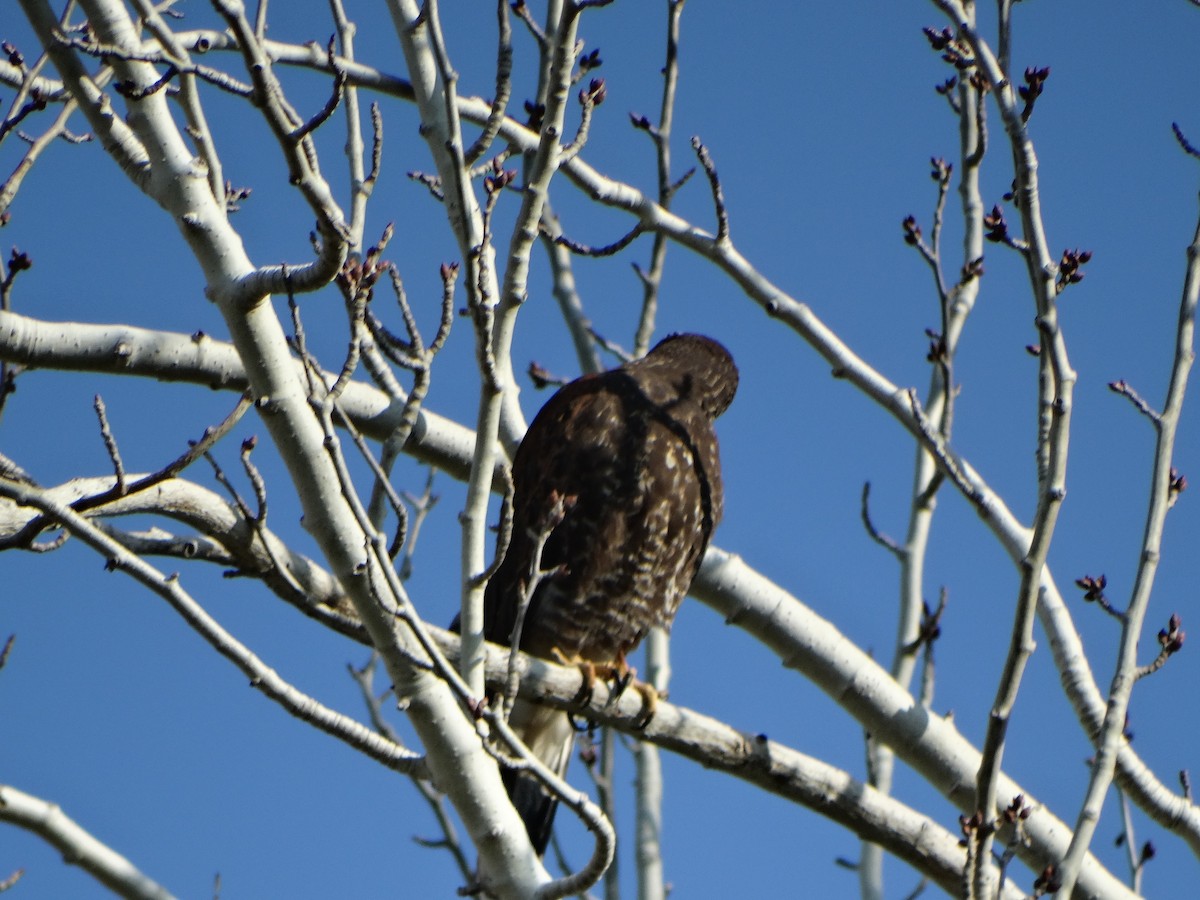 Harris's Hawk - ML642353984