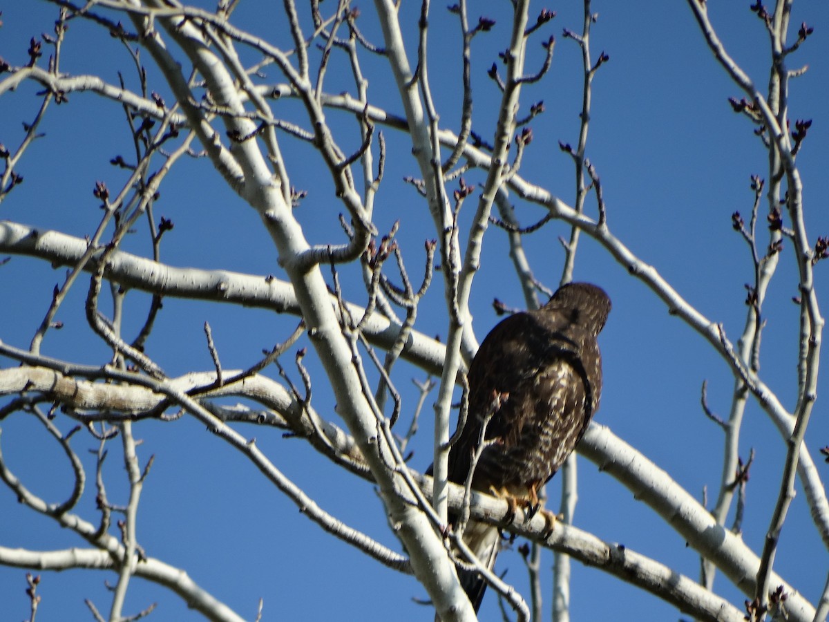 Harris's Hawk - ML642353985