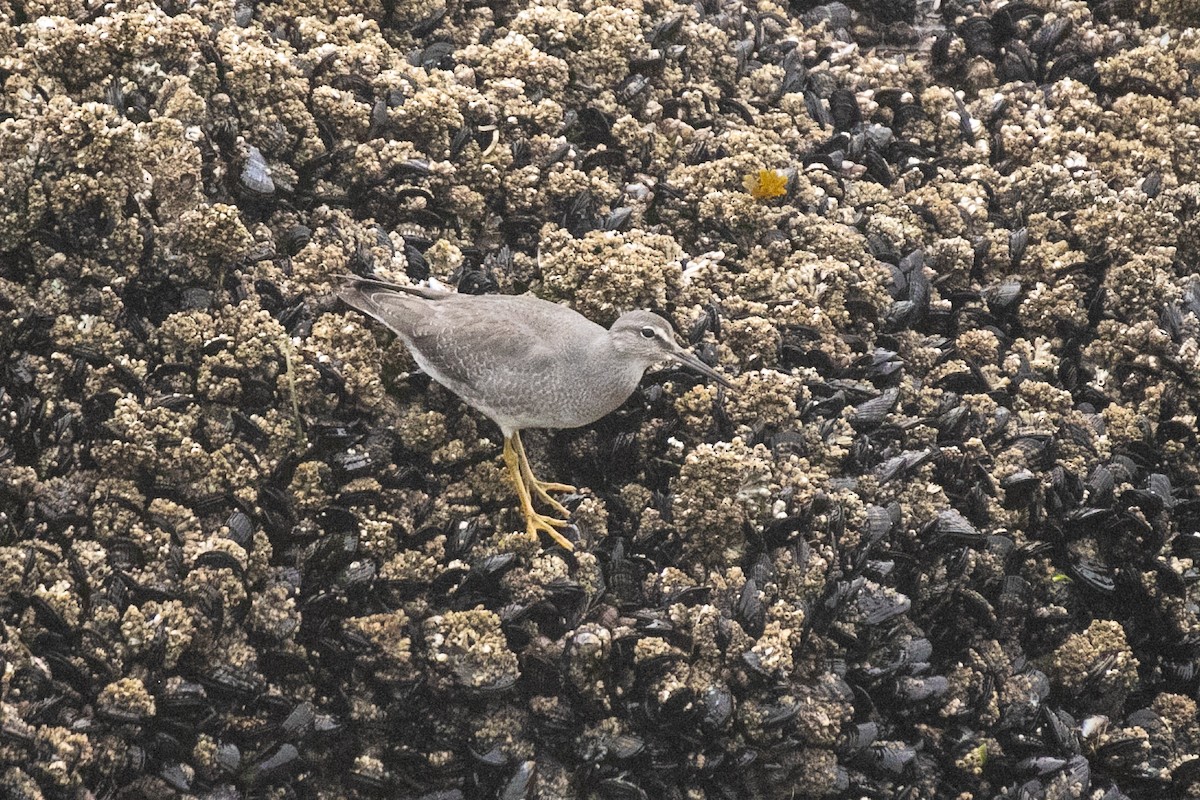 Wandering Tattler - ML642353993
