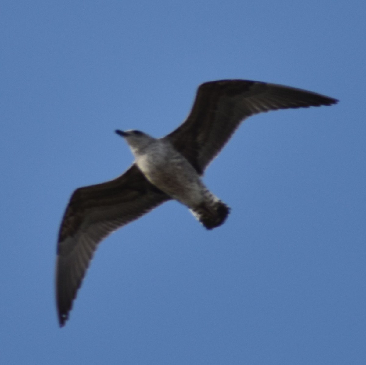 Larus sp. - ML642353999