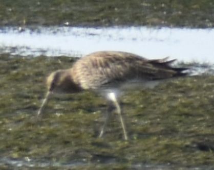 Bar-tailed Godwit - ML642354033