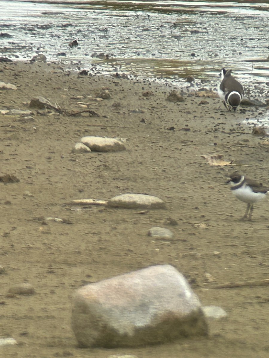 Semipalmated Plover - ML642354034