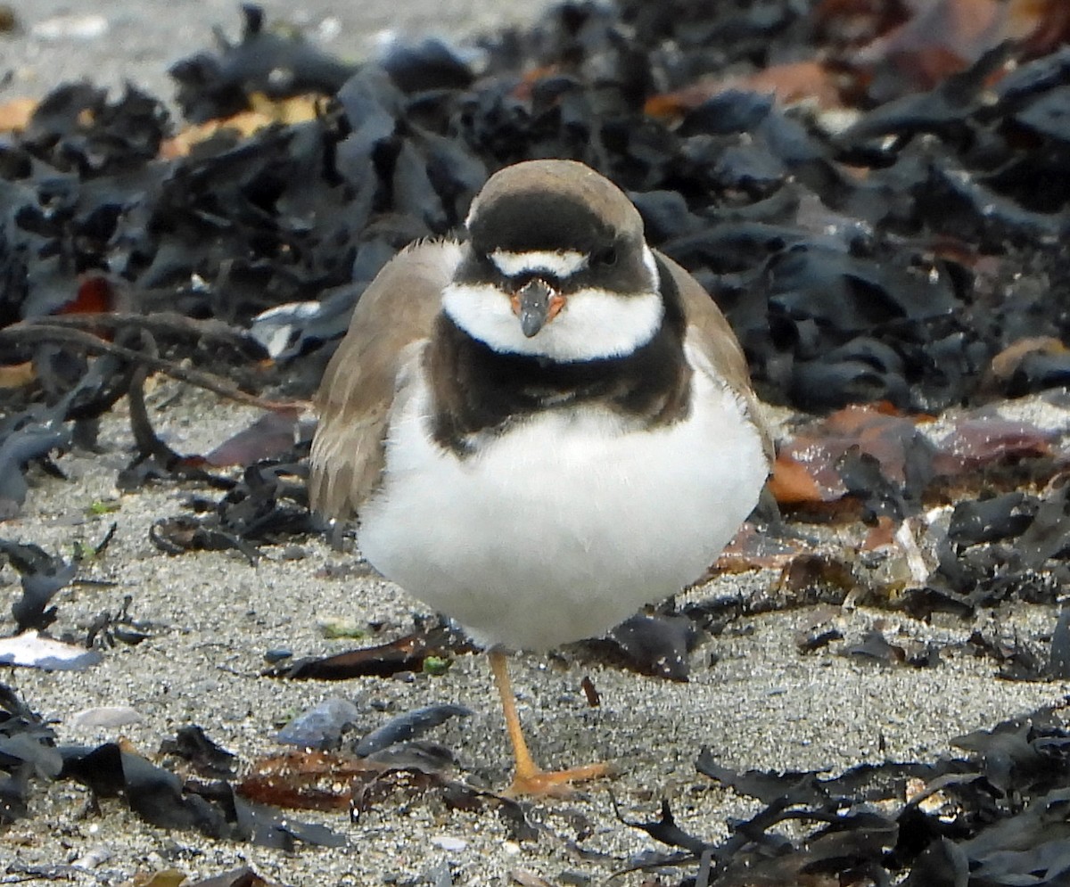 Semipalmated Plover - ML642354039