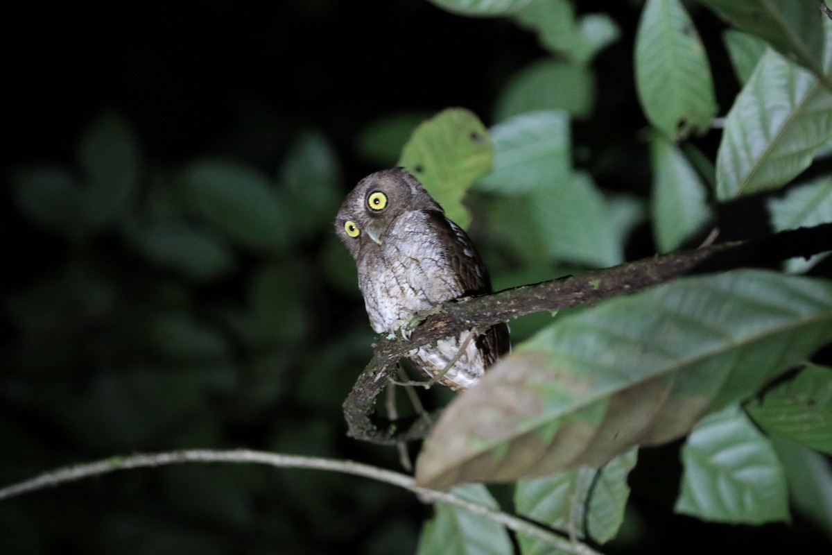 Foothill Screech-Owl - ML642354040