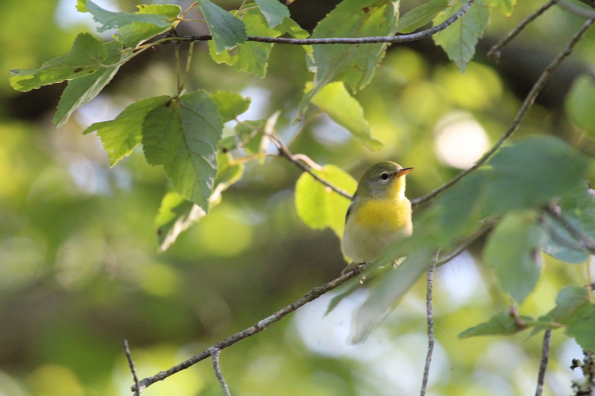 Northern Parula - ML642354049