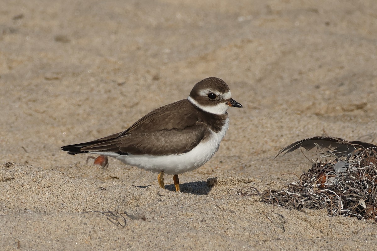 Semipalmated Plover - ML642354074