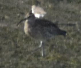 中杓鷸 - ML642354111