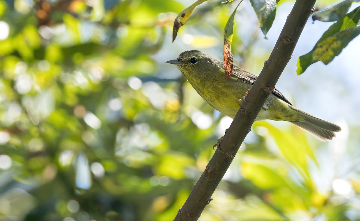 Orange-crowned Warbler (sordida) - ML642354120