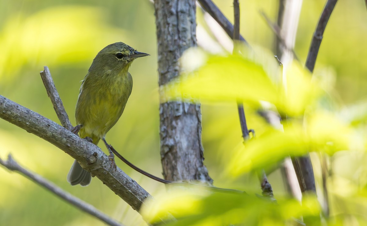 Orange-crowned Warbler (sordida) - ML642354121