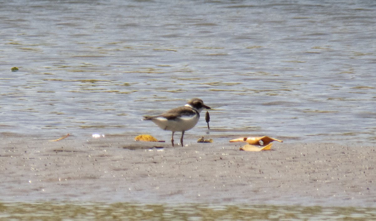 Semipalmated Plover - ML642354137