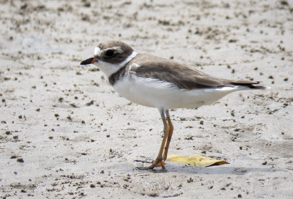Semipalmated Plover - ML642354138