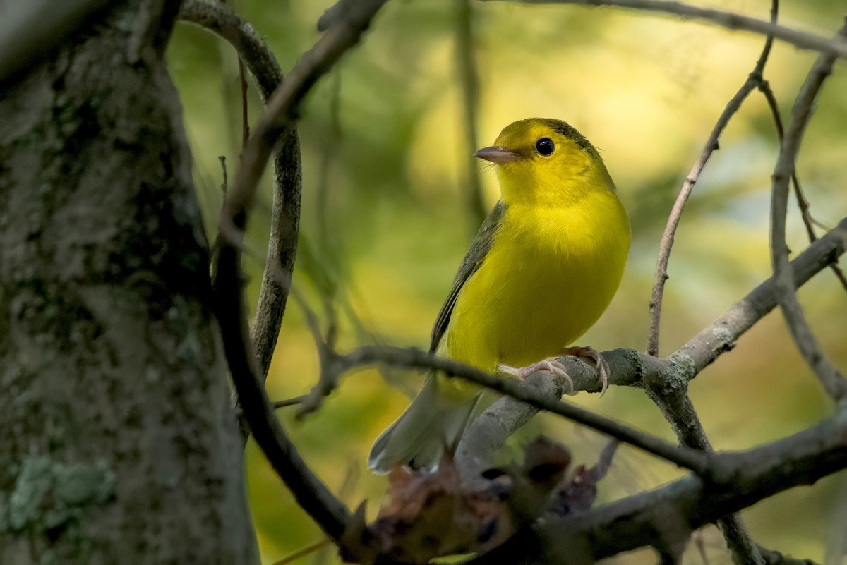 Hooded Warbler - Sue Barth