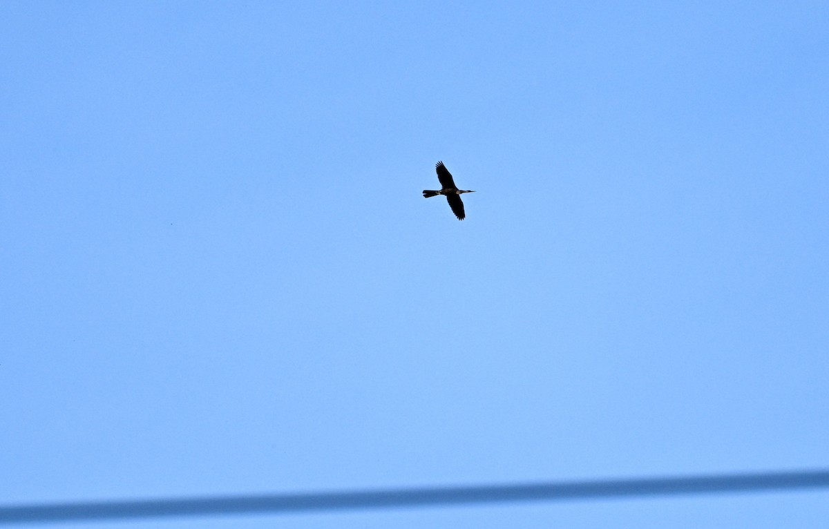 Anhinga amerikarra - ML642354156