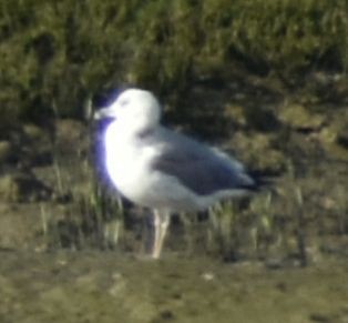 Larus sp. - ML642354172