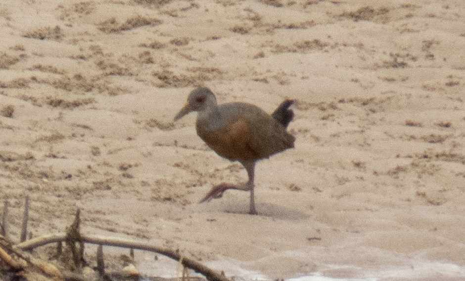 Little Wood-Rail - ML642354173