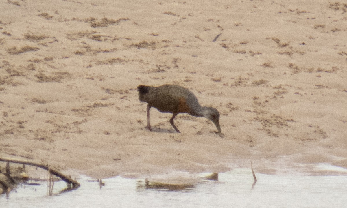 Little Wood-Rail - ML642354174