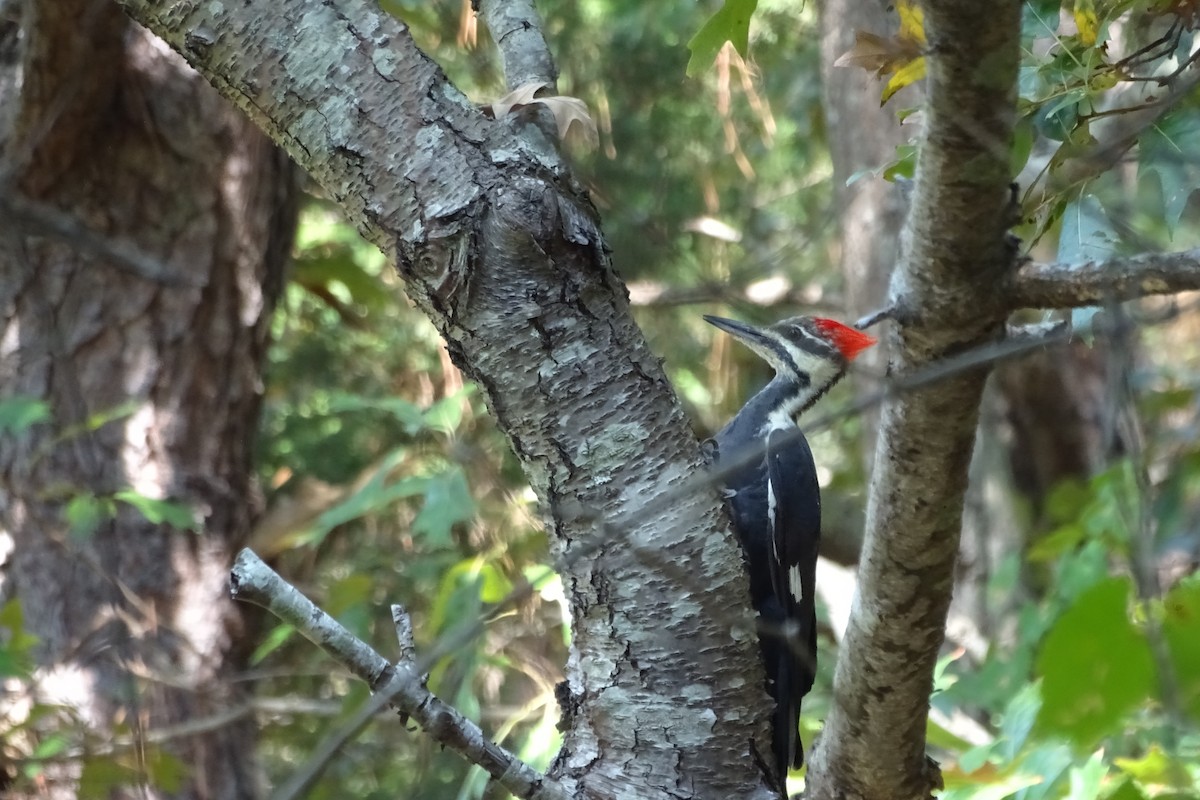 Pileated Woodpecker - ML642354222