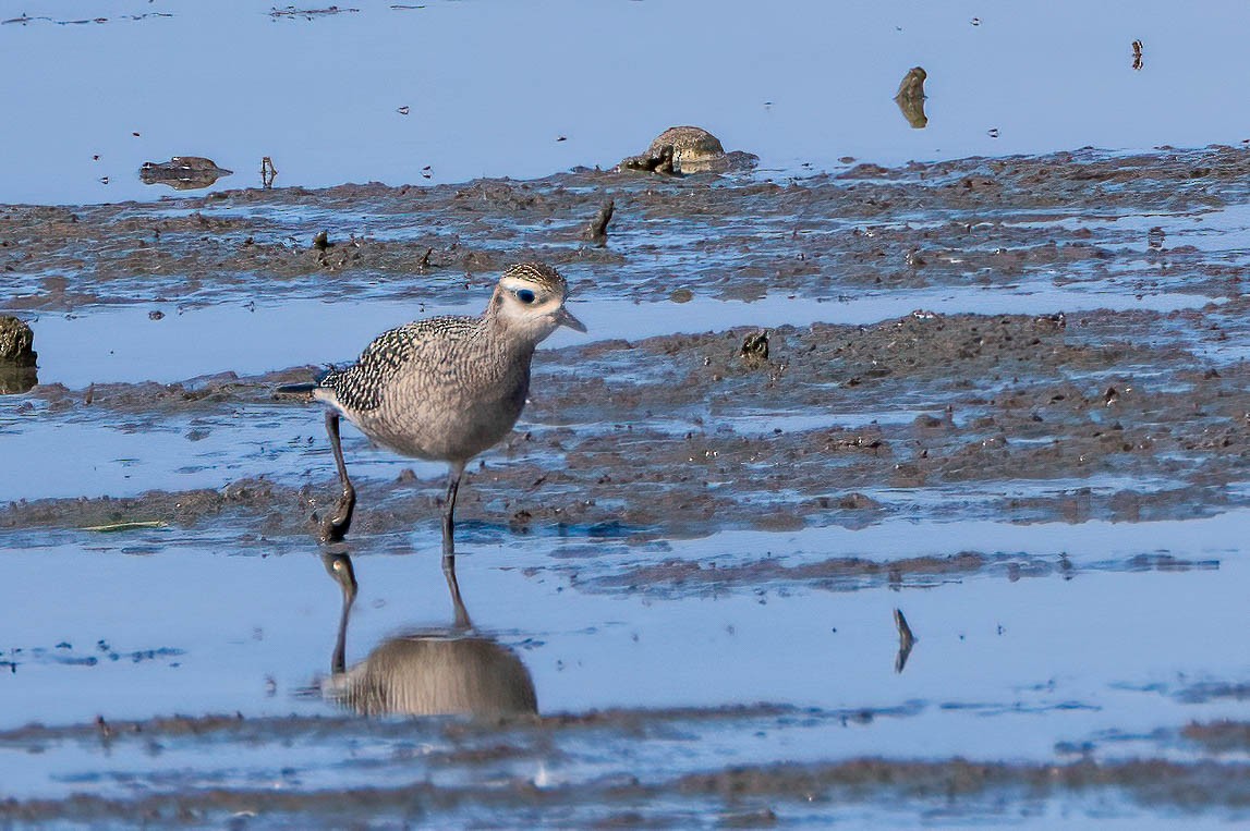 American Golden-Plover - ML642354229
