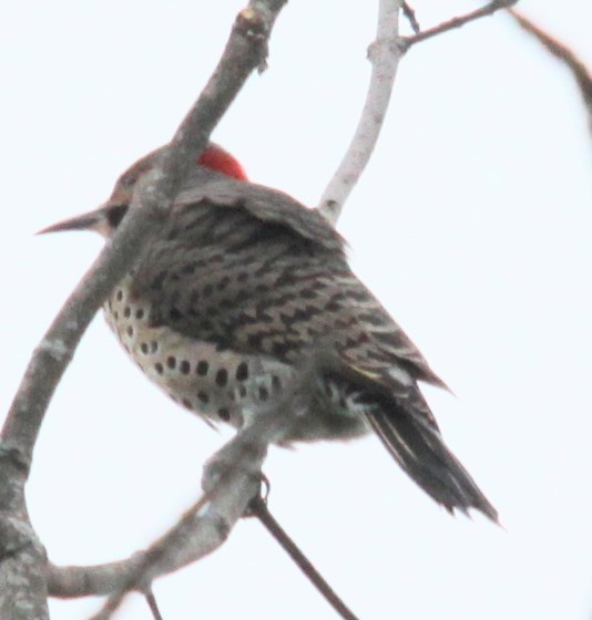 Northern Flicker - ML642354245