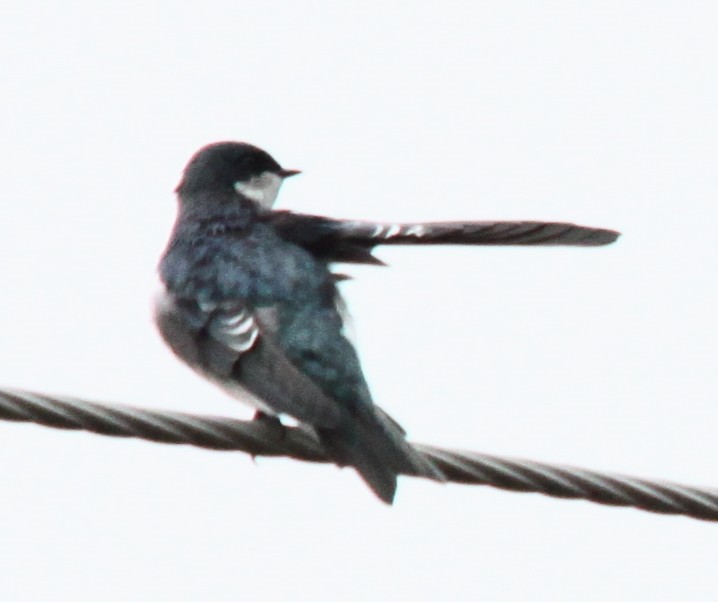 Tree Swallow - ML642354262
