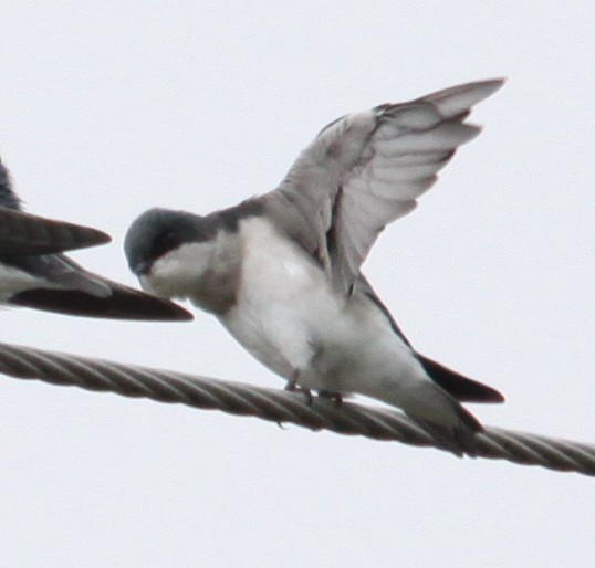 Tree Swallow - ML642354263