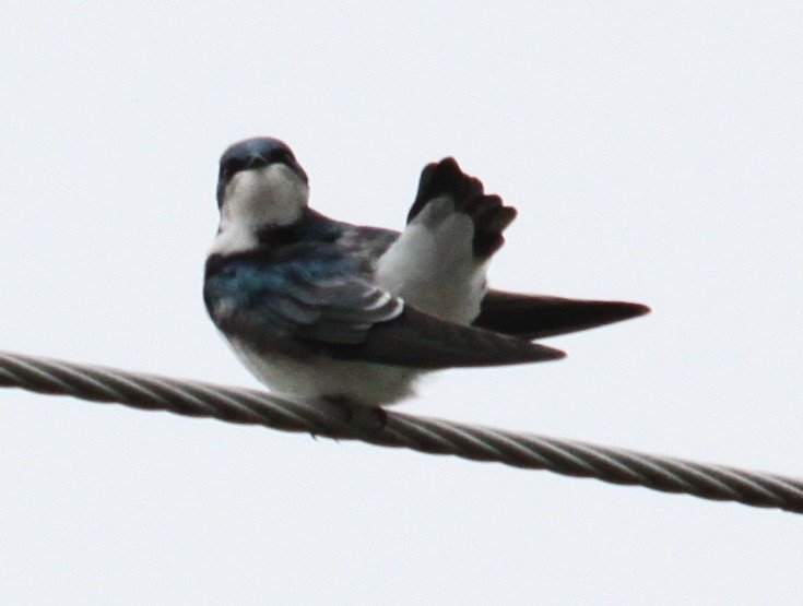 Tree Swallow - ML642354264
