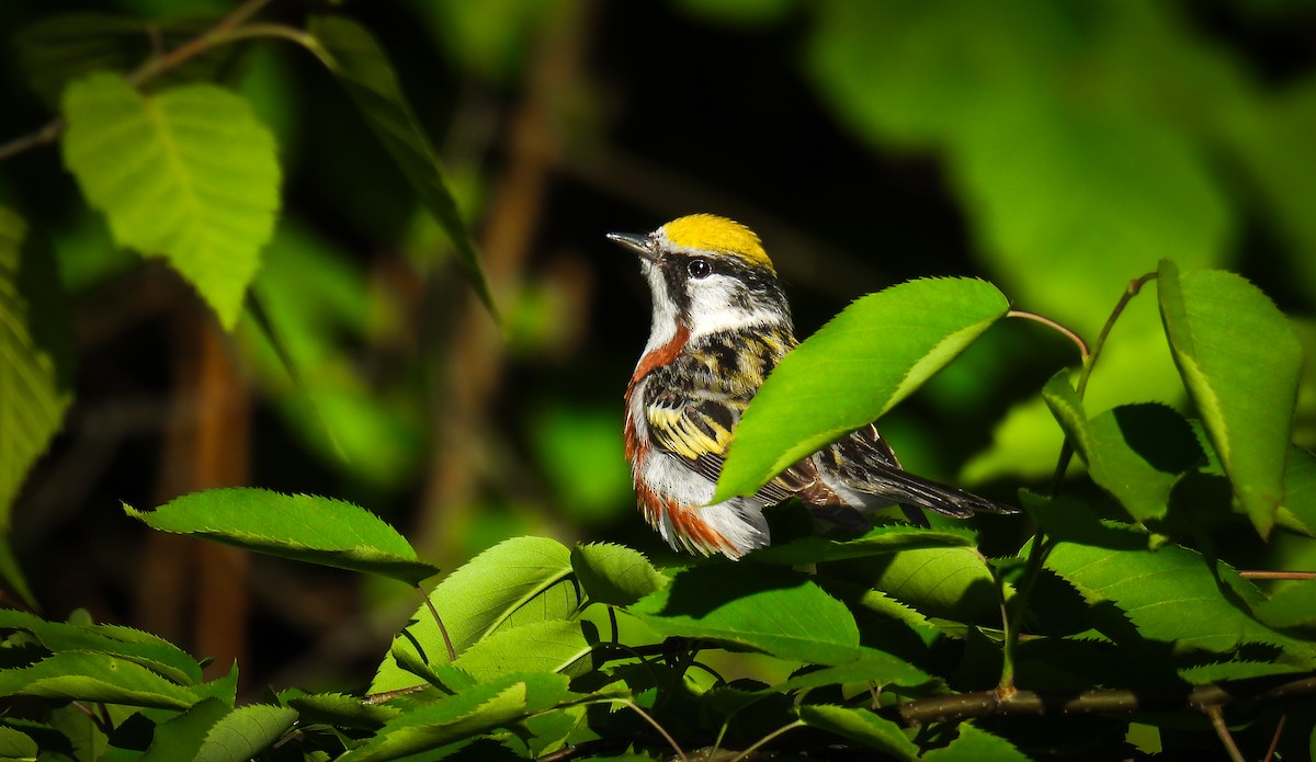 Chestnut-sided Warbler - ML642354291