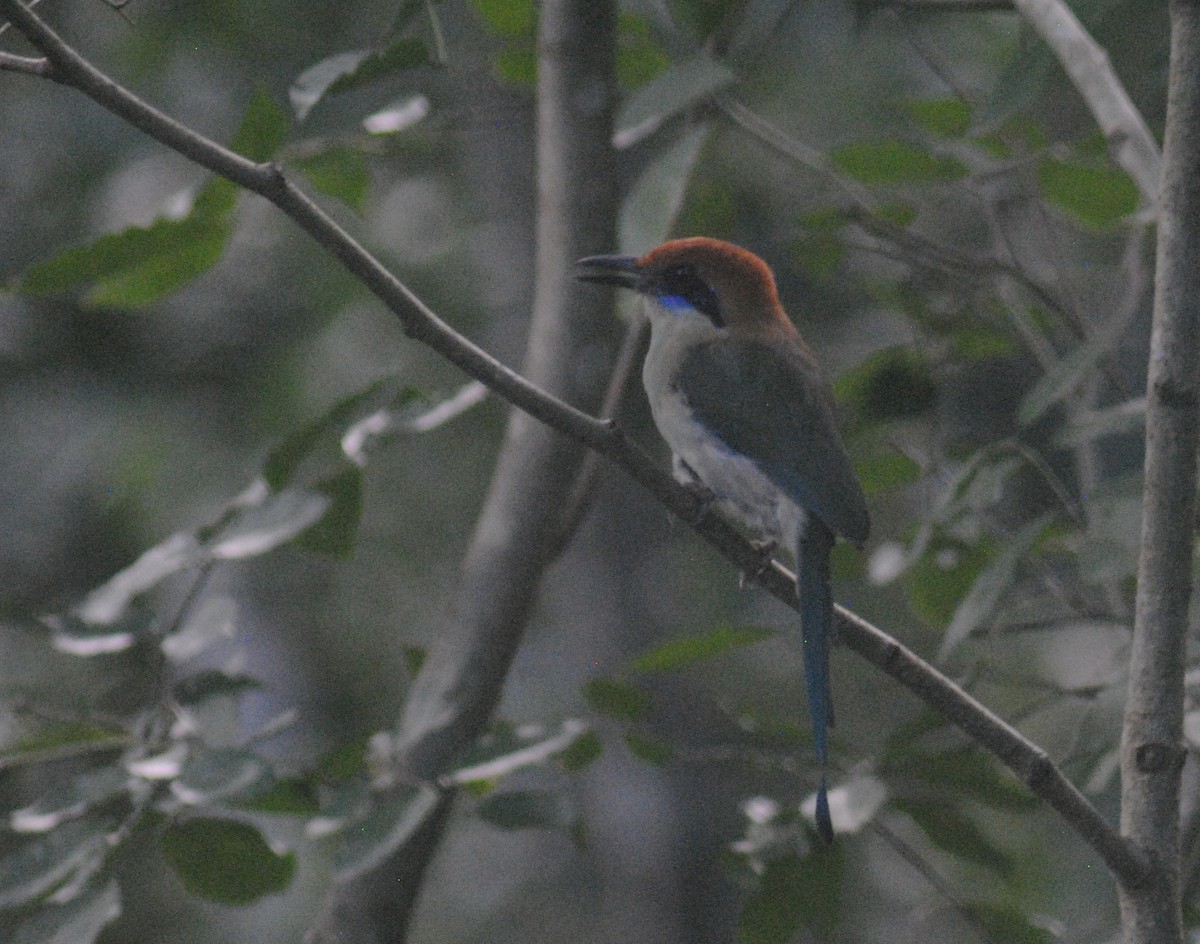 Motmot à tête rousse - ML642354313