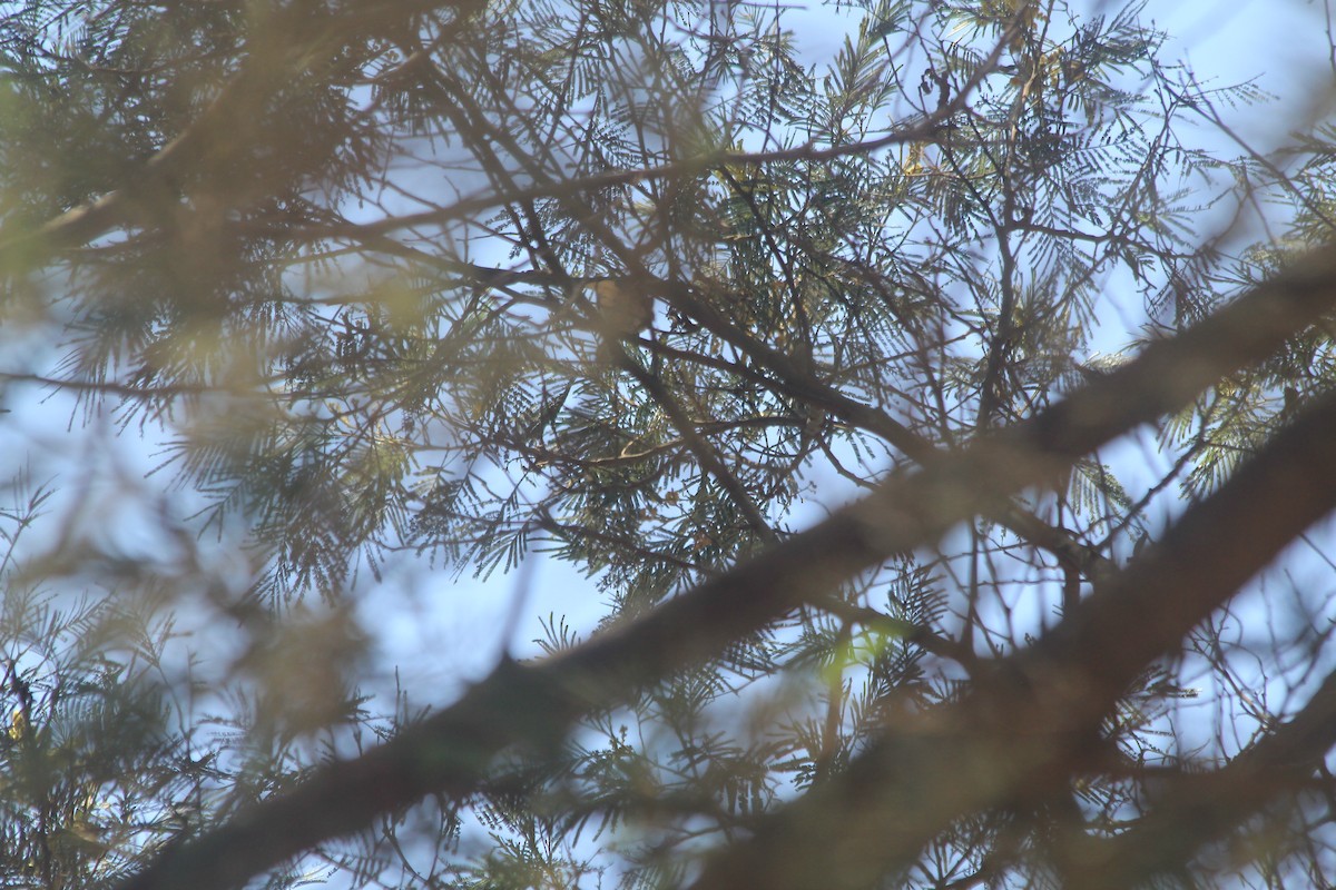 African Dusky Flycatcher - ML642354315