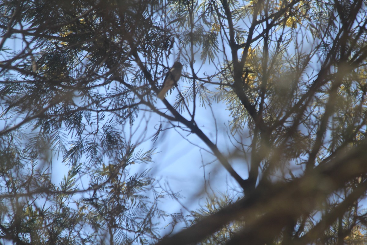 African Dusky Flycatcher - ML642354316