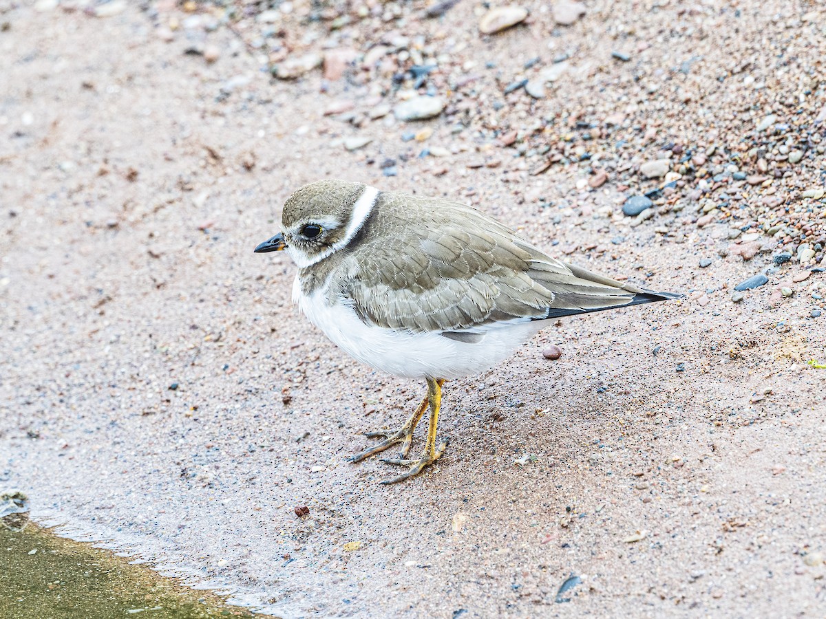 Semipalmated Plover - ML642354318